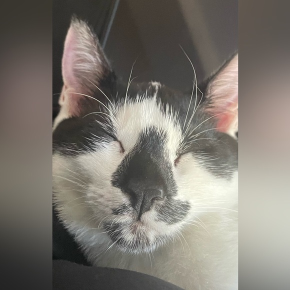 Pumpkin - Picture 1 of 1